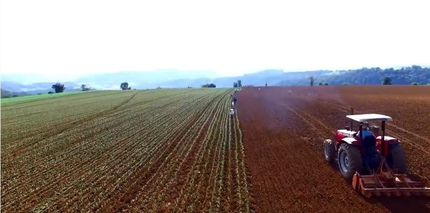 Expectativa é que área de cebola cultivada na região seja a mesma do ano passado