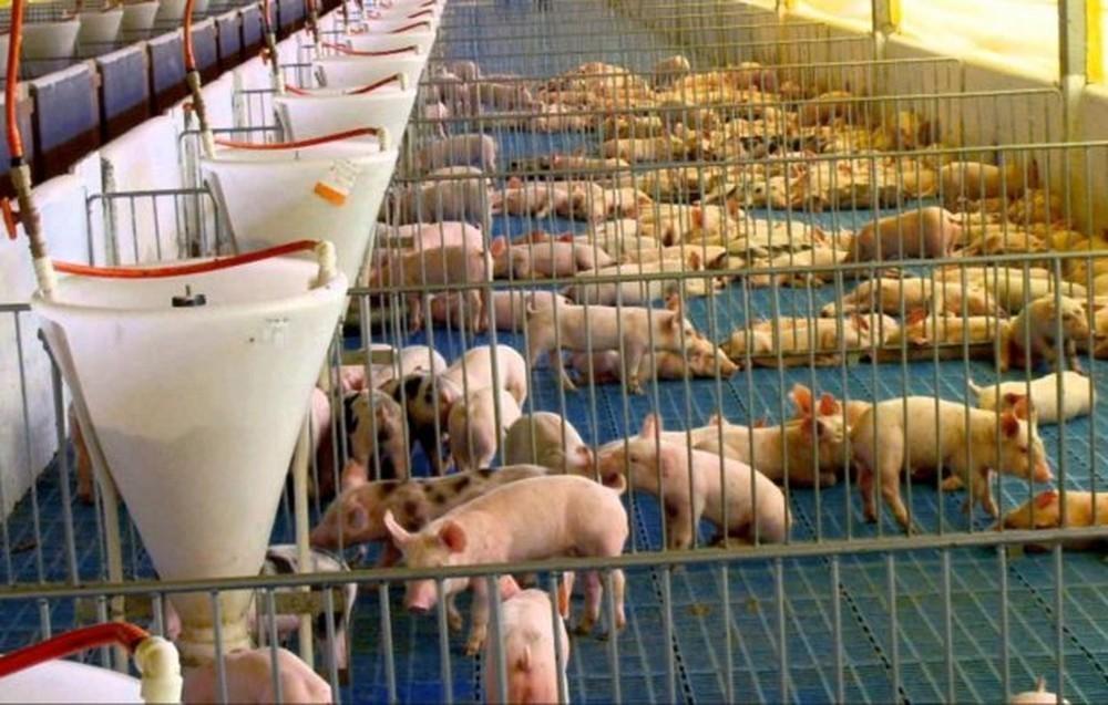 Exportações de SC de carnes suína e de frango crescem 12%, diz governo