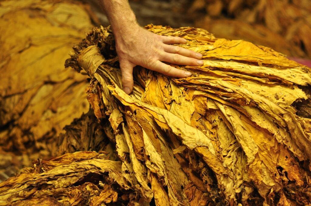 Exportações de tabaco podem alcançar melhor desempenho em uma década