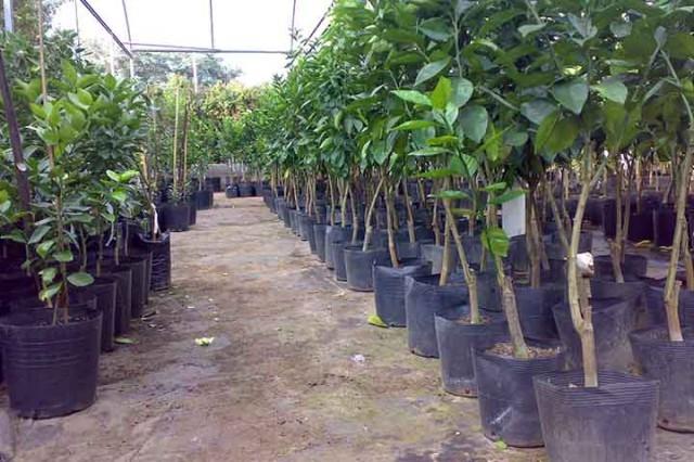 Entrega de mudas frutíferas e ornamentais é realizada nesta quarta-feira em Alfredo Wagner