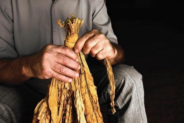 Falta de acordo entre empresas e entidades pode prejudicar comercialização do tabaco
