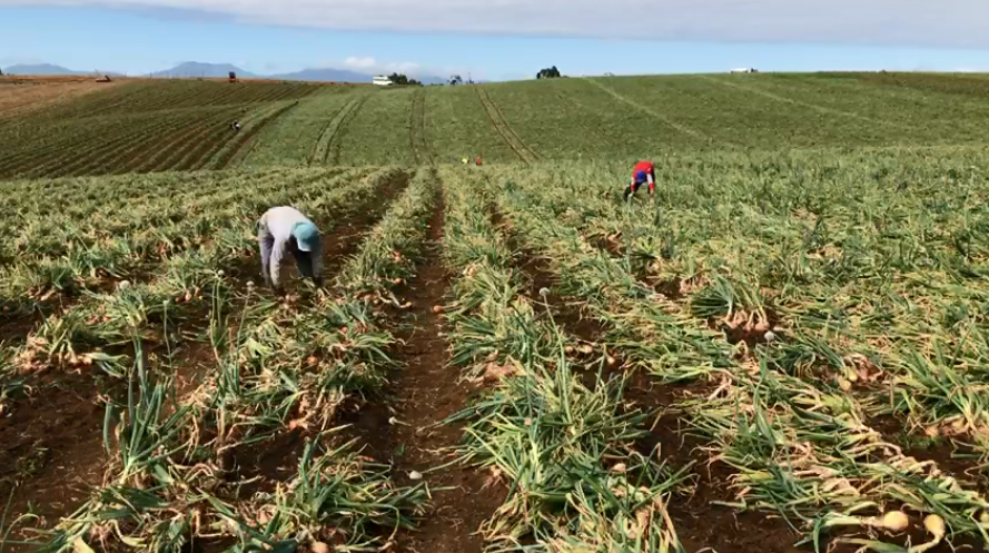 Falta de cebola no mercado faz com que produto seja comercializado a R$ 1.50 na região