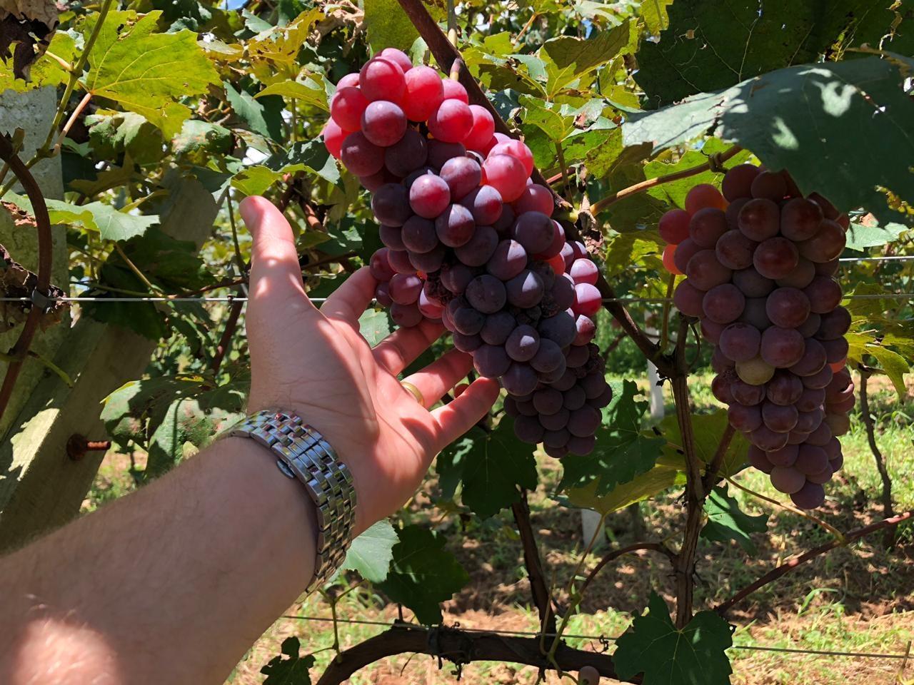 Família investe na produção de uvas de Petrolândia