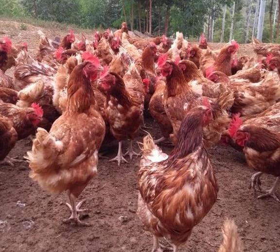 Família troca cultivo de fumo por produção de ovos em Chapadão do Lageado