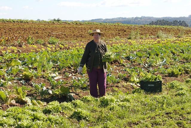 Famílias agricultoras de Imbuia se organizam com a venda de alimentos saudáveis