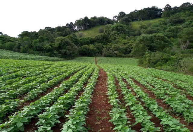  Feijão é aliado na diversificação de propriedades agrícolas do Alto Vale