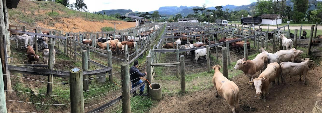 Feira do Gado em Alfredo Wagner comercializa 100% dos animais