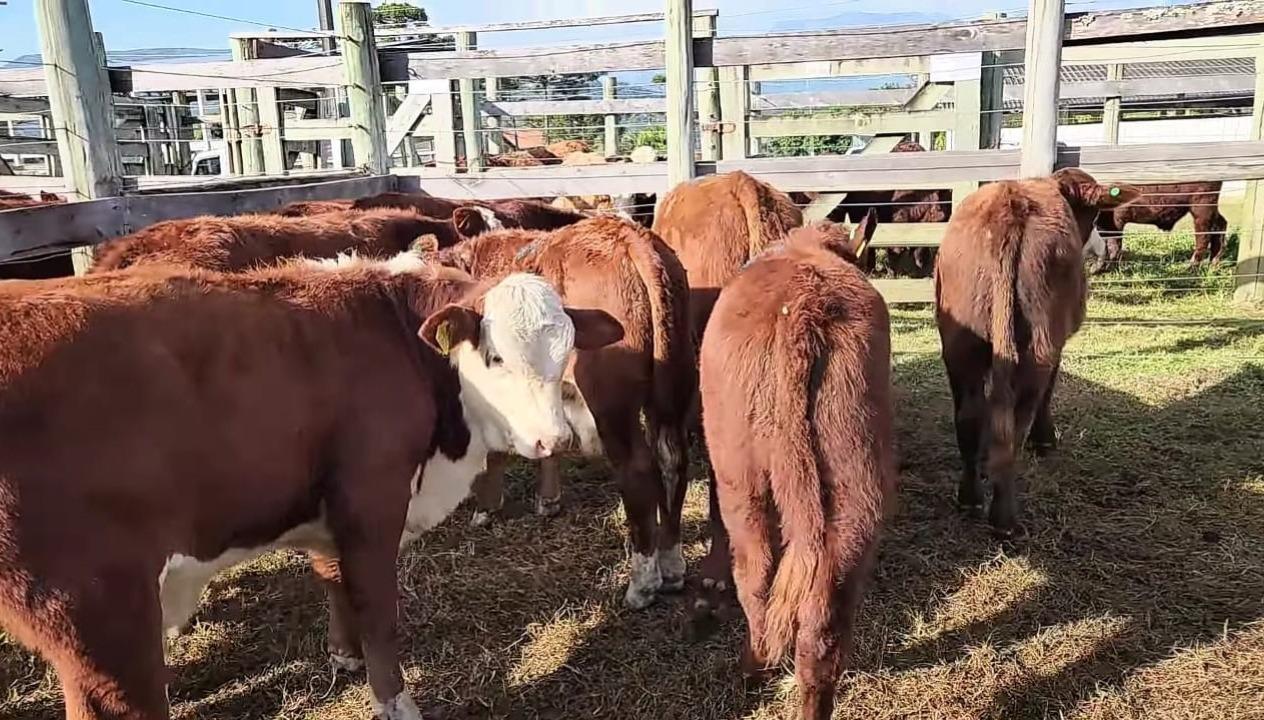 Feira do Gado em Alfredo Wagner é sucesso de vendas