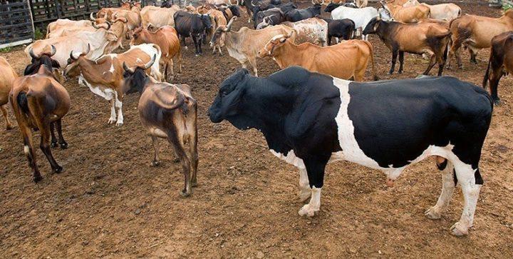 Feira do Gado em Alfredo Wagner negocia mais de 520 animais