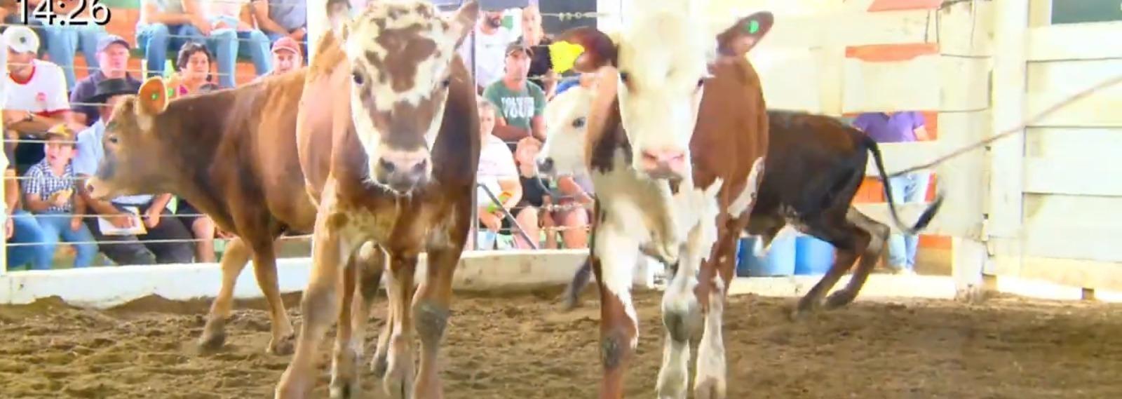 Feira do Terneiro chega à 30ª edição com leilão e exposição de animais em Alfredo Wagner