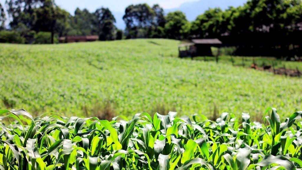 Fetaesc diz que juros do novo Plano Safra não auxiliam a subsidiar a agricultura familiar