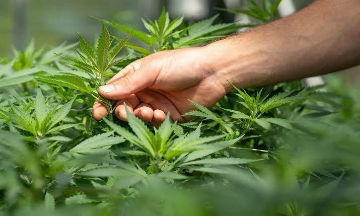 Filho é preso em flagrante por cultivar drogas em casa e dizer para o pai que era aipim 