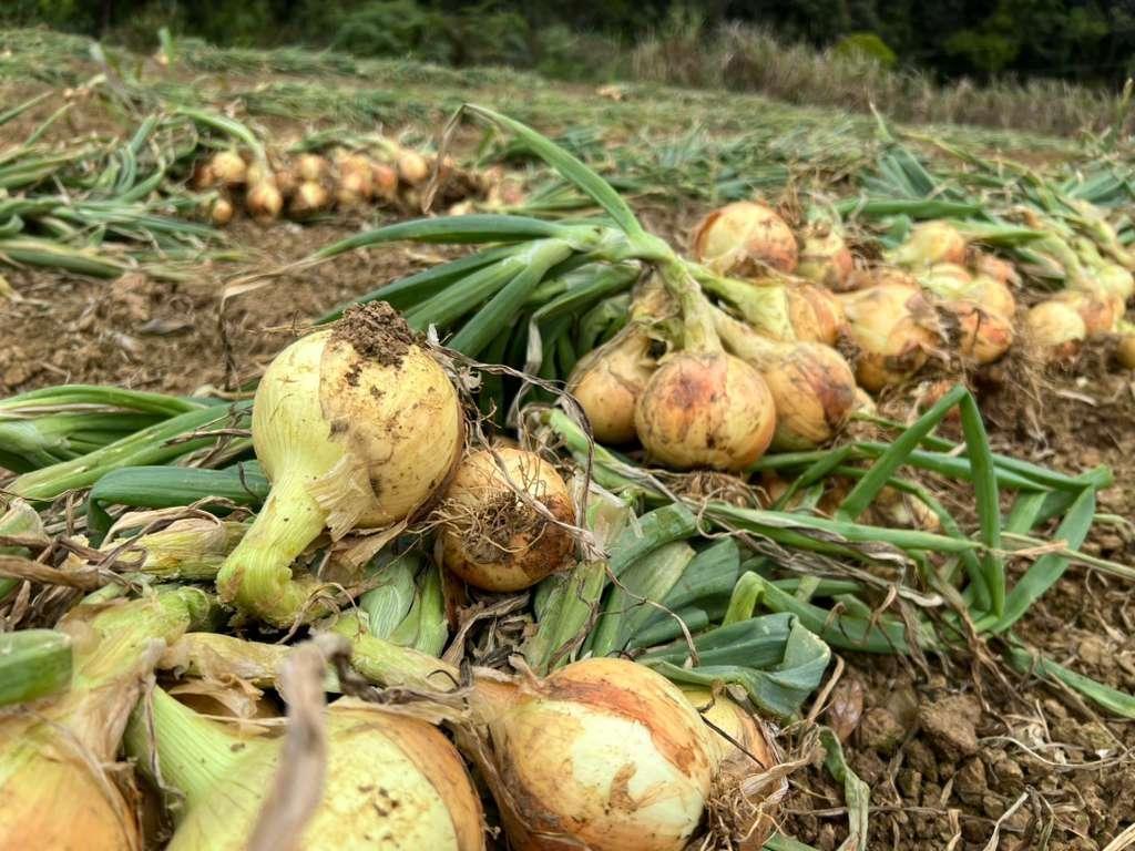 Fiscalização em lavouras de cebola busca diálogo e prevenção de irregularidades, afirma coordenador nacional do Ministério do Trabalho