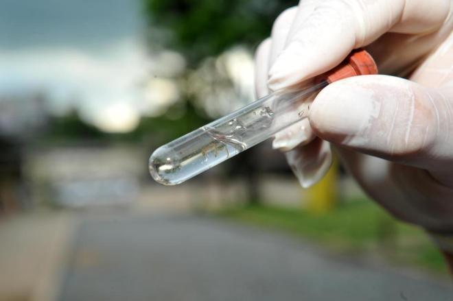 Focos do mosquito da dengue são encontrados em Ituporanga