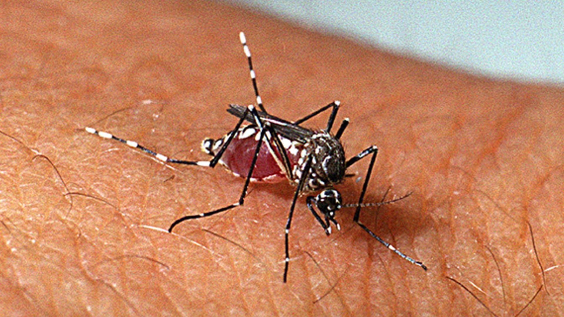 Focos do mosquito da Dengue são identificados em Ituporanga