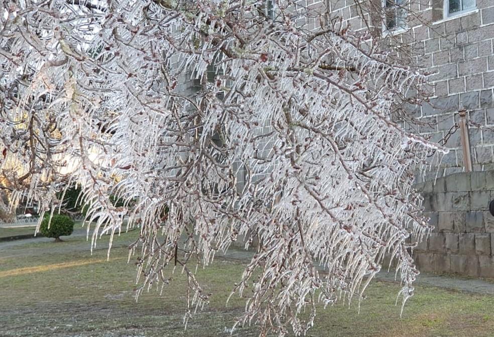 Fotos: Árvores amanhecem congeladas nesta quinta-feira após geada na Serra catarinense
