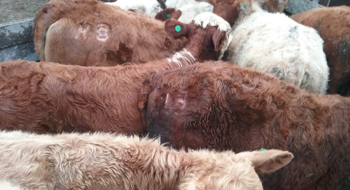 Gado furtado em Painel é encontrado em propriedade rural em Petrolândia 