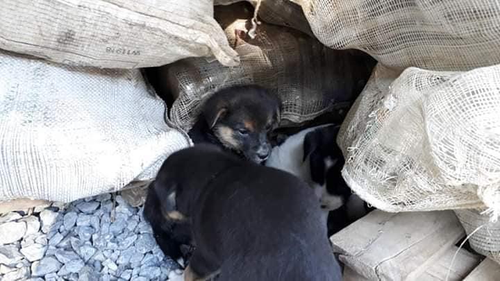 Gari de Imbuia recolhe mais de 10 animais abandonados em lixeiras da cidade