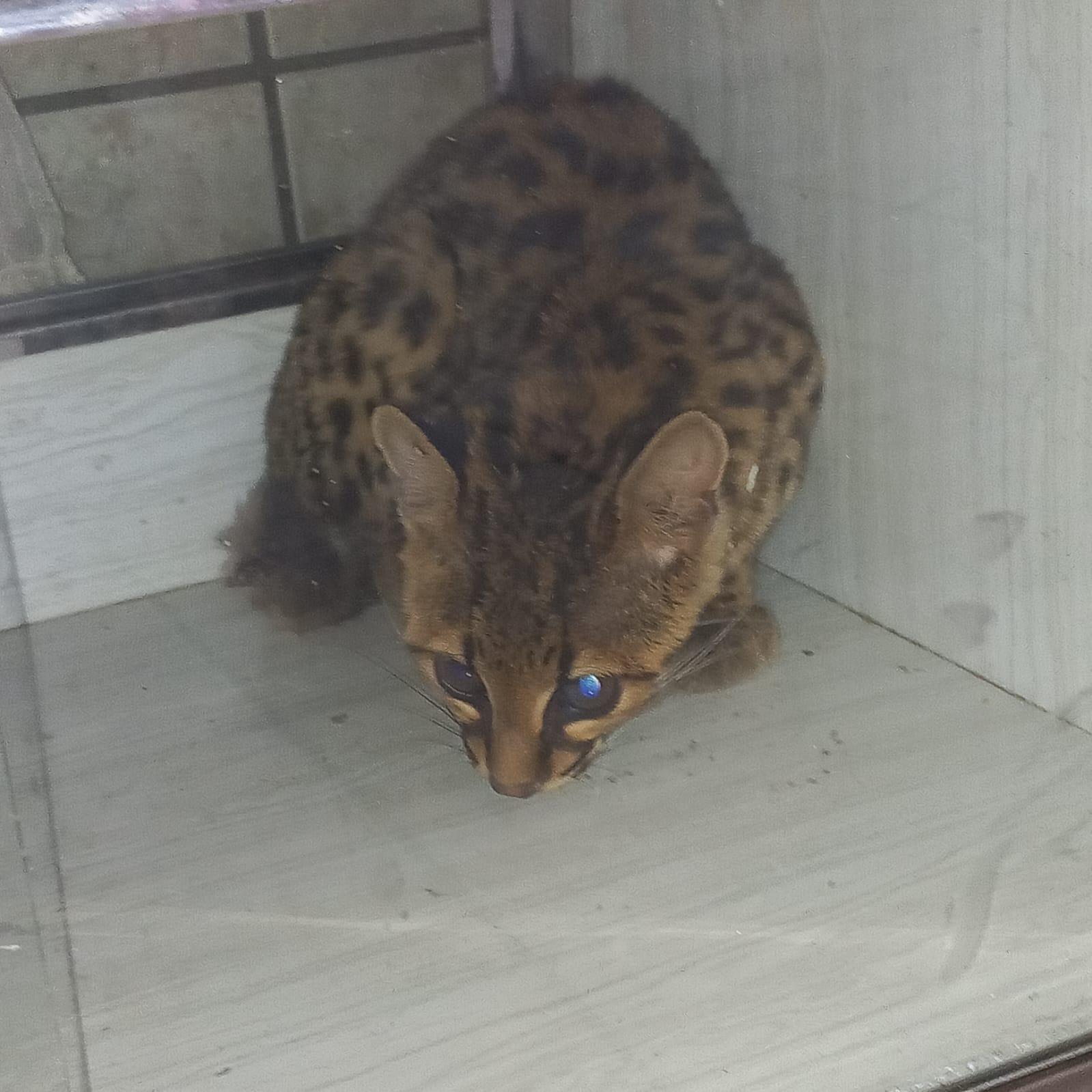 Gato do mato é capturado dentro de bar em Petrolândia 