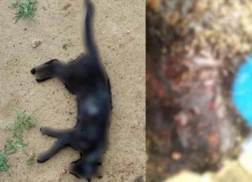 Gato é morto a tiro e tutor fica ferido após agressão no Alto Vale