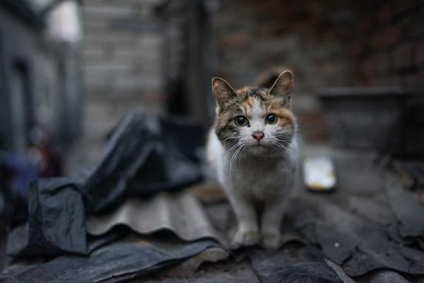 Gato sofre maus-tratos em Rio do Sul; alunos são suspeitos