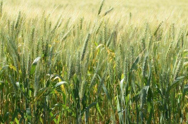 Governo de Santa Catarina irá incentivar o plantio de cereais de inverno 