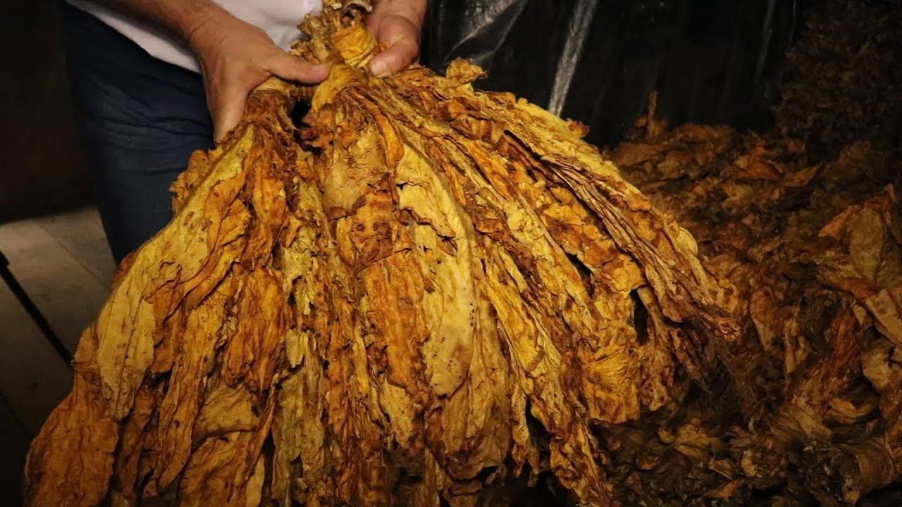 Governo de SC sanciona lei que permite classificação do fumo diretamente na propriedade
