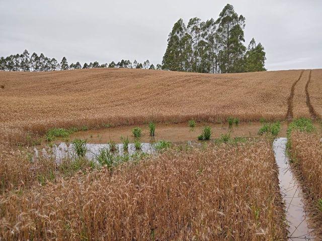 Governo do Estado lança programa para recuperação da agricultura