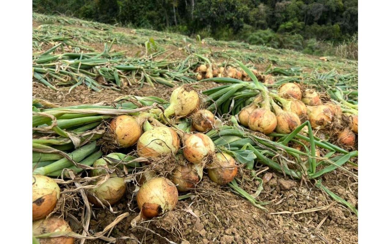 Governo Federal prorroga financiamentos de custeio para produtores de cebola em SC