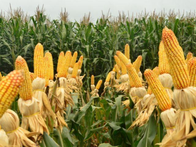 Governo lança programa terra boa e oferece linhas diferenciadas de subsídios para os agricultores