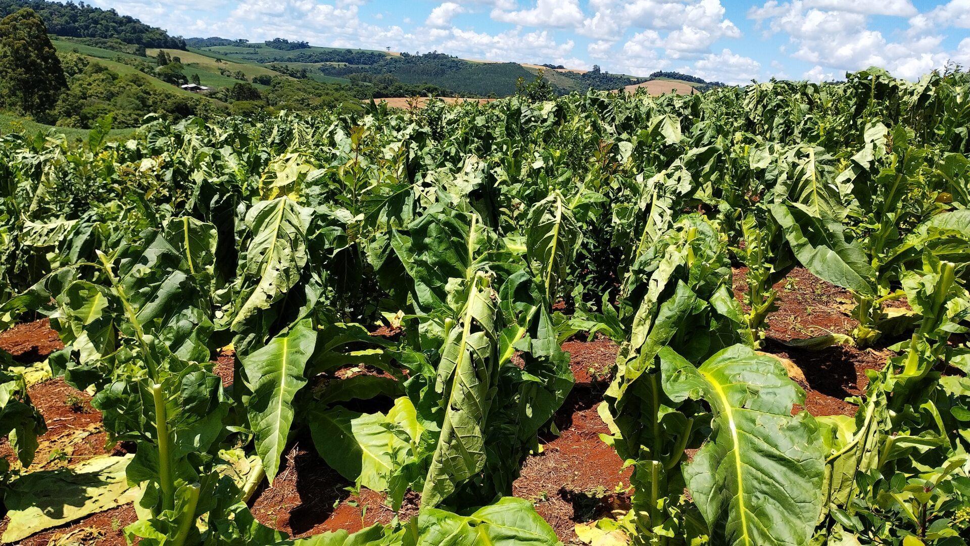 Granizo afeta mais de 2,3 mil produtores de tabaco no Alto Vale, aponta a Afubra