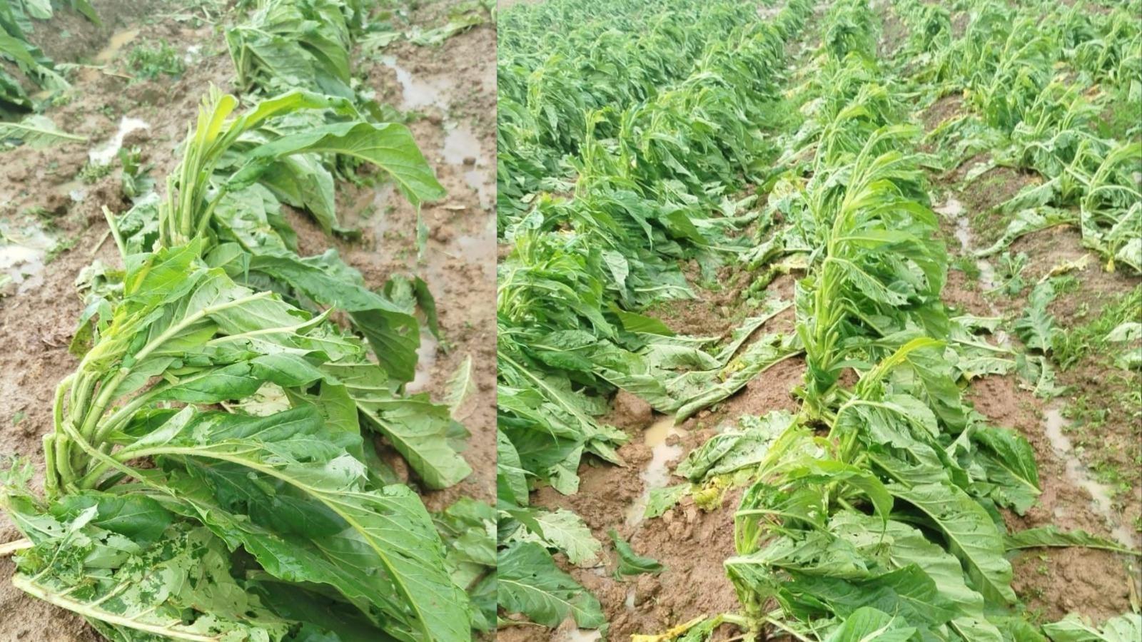 Granizo atinge mais de 100 lavouras de tabaco no Alto Vale