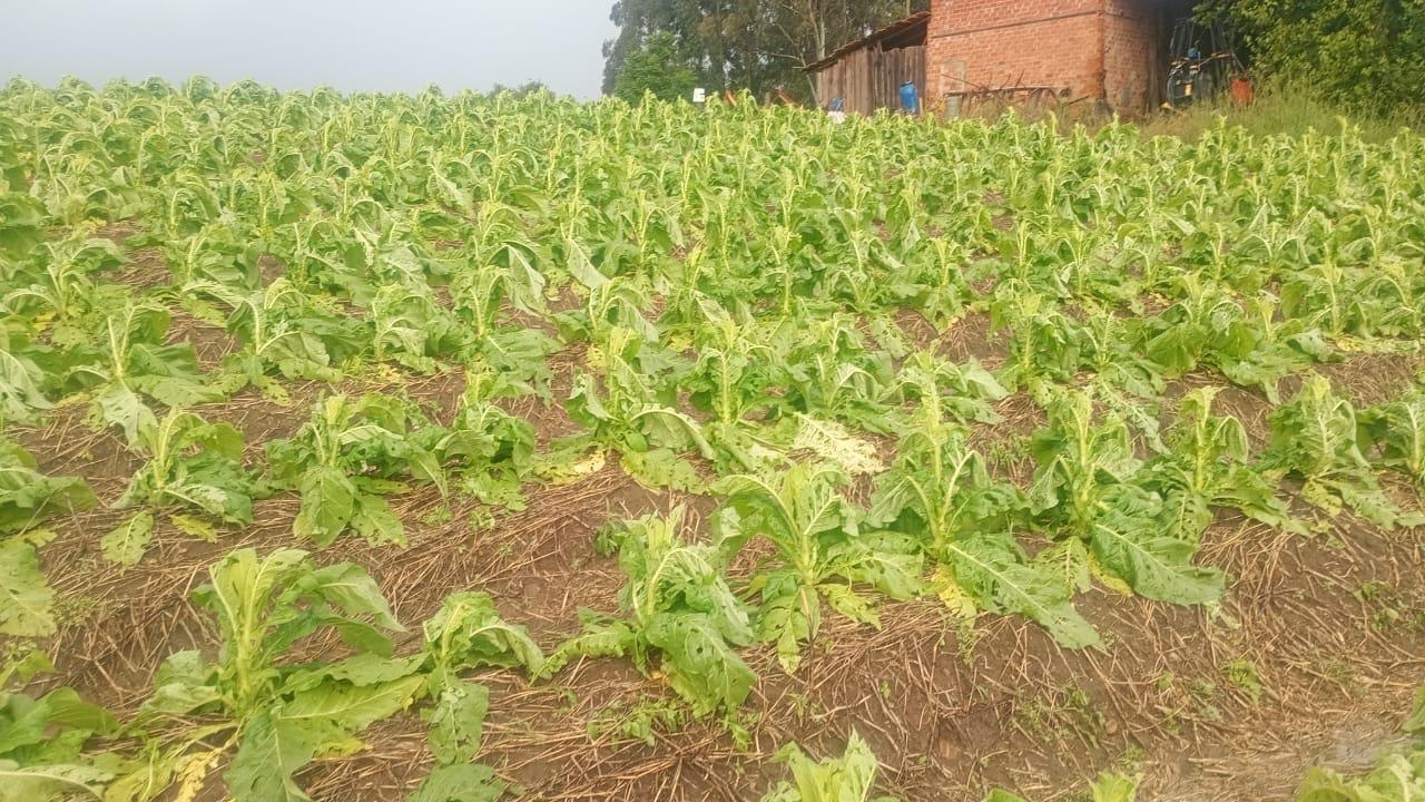 Granizo atinge mais de 19 mil lavouras de tabaco no Sul do Brasil