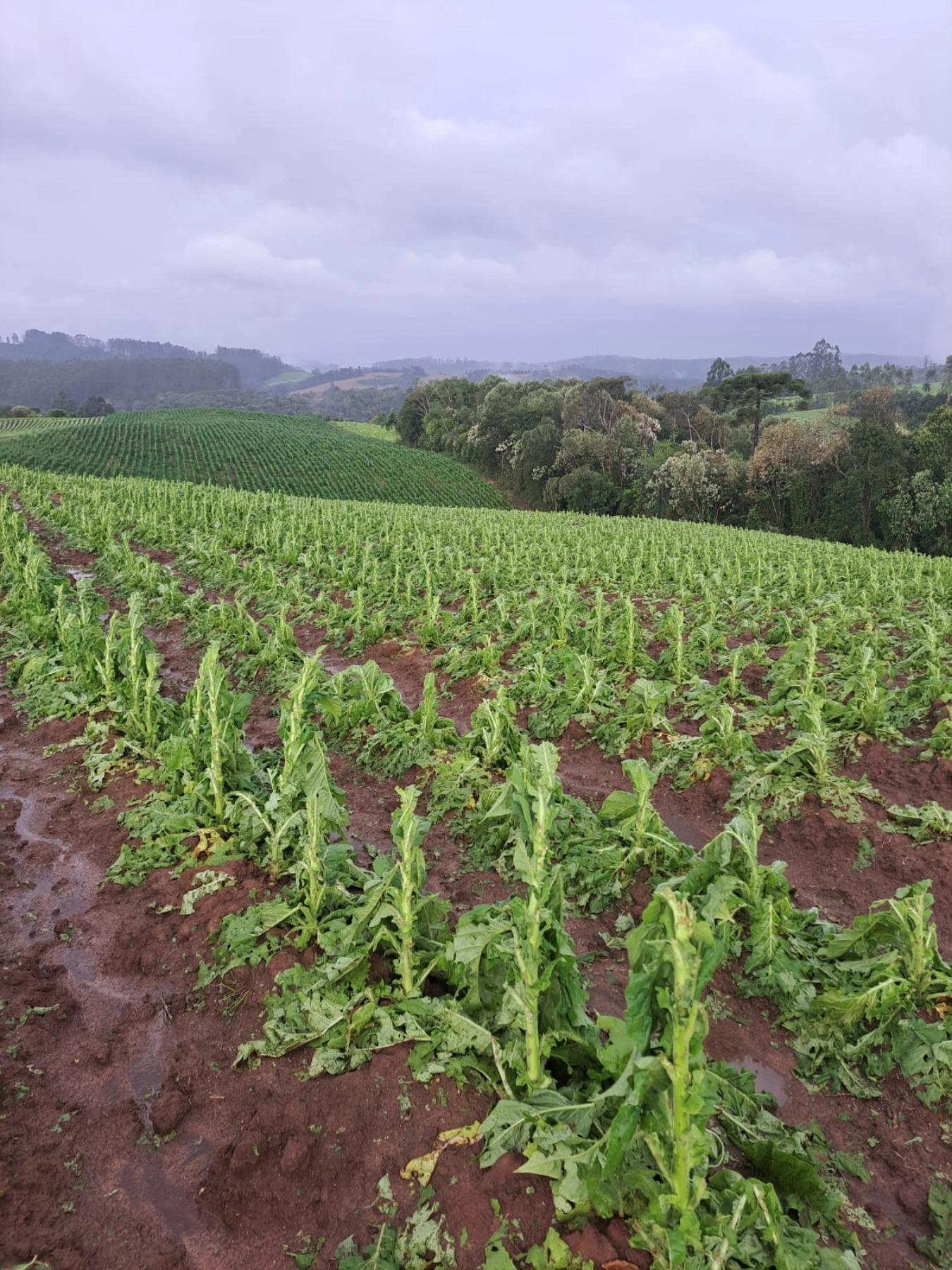 Granizo destrói lavouras de fumo no Alto Vale