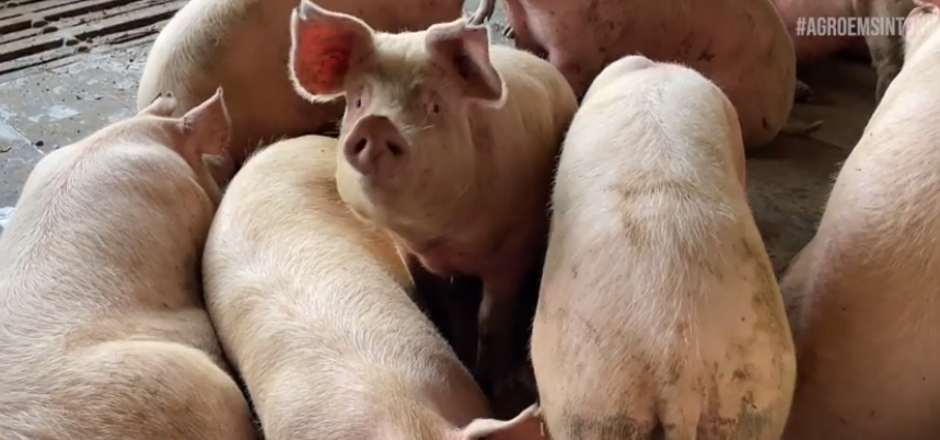 Granja Clasen de Ituporanga encaminha cerca de 10 mil leitões por mês para o abate
