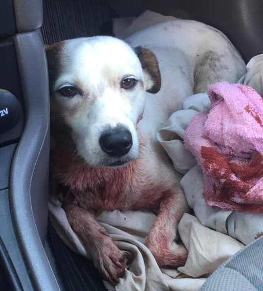Homem é preso após atirar em cachorro no interior de Imbuia
