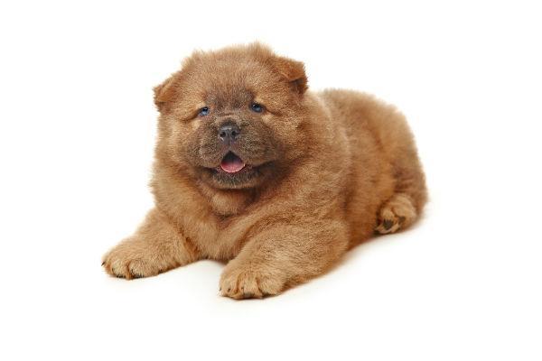 Homem é preso após furtar filhote de Chow-Chow em Petrolândia
