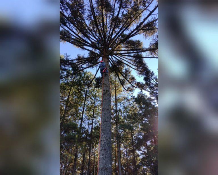 Homem fica preso a 25 metros de altura ao subir em árvore para colher pinhão 