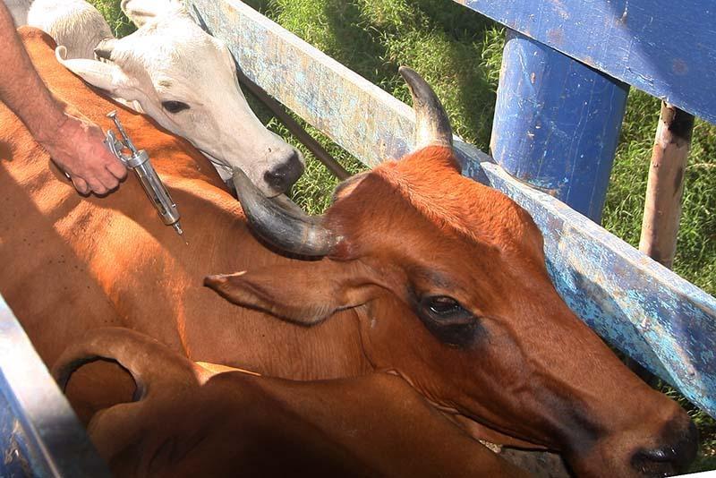 Homem morre ao ser atacado por touro em Leoberto Leal