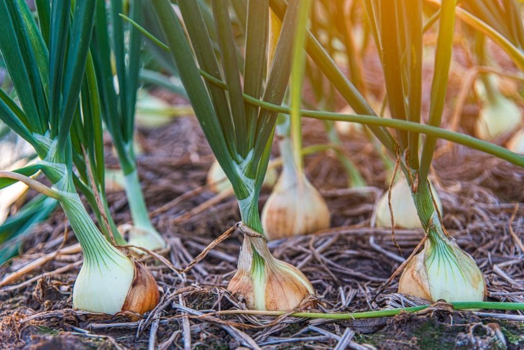 Palestra sobre manejo de plantas daninhas na cebola será realizada em Imbuia