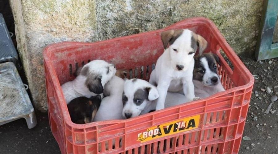 Imbuia vai promover ação para castração de 200 animais 