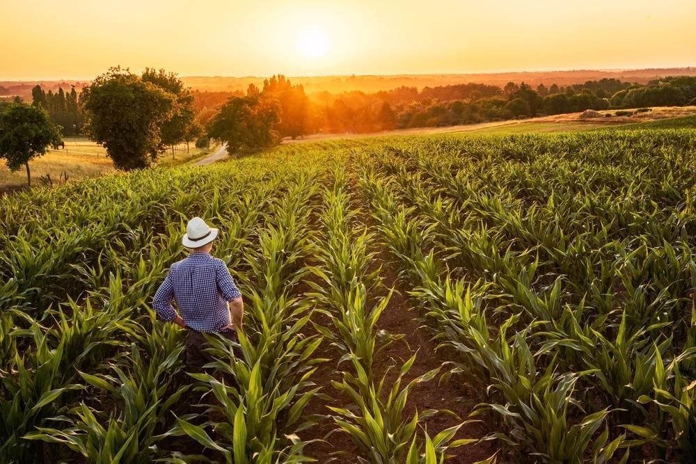 Imposto de Renda para produtor rural: Um dos primeiros passos é a utilização do livro caixa