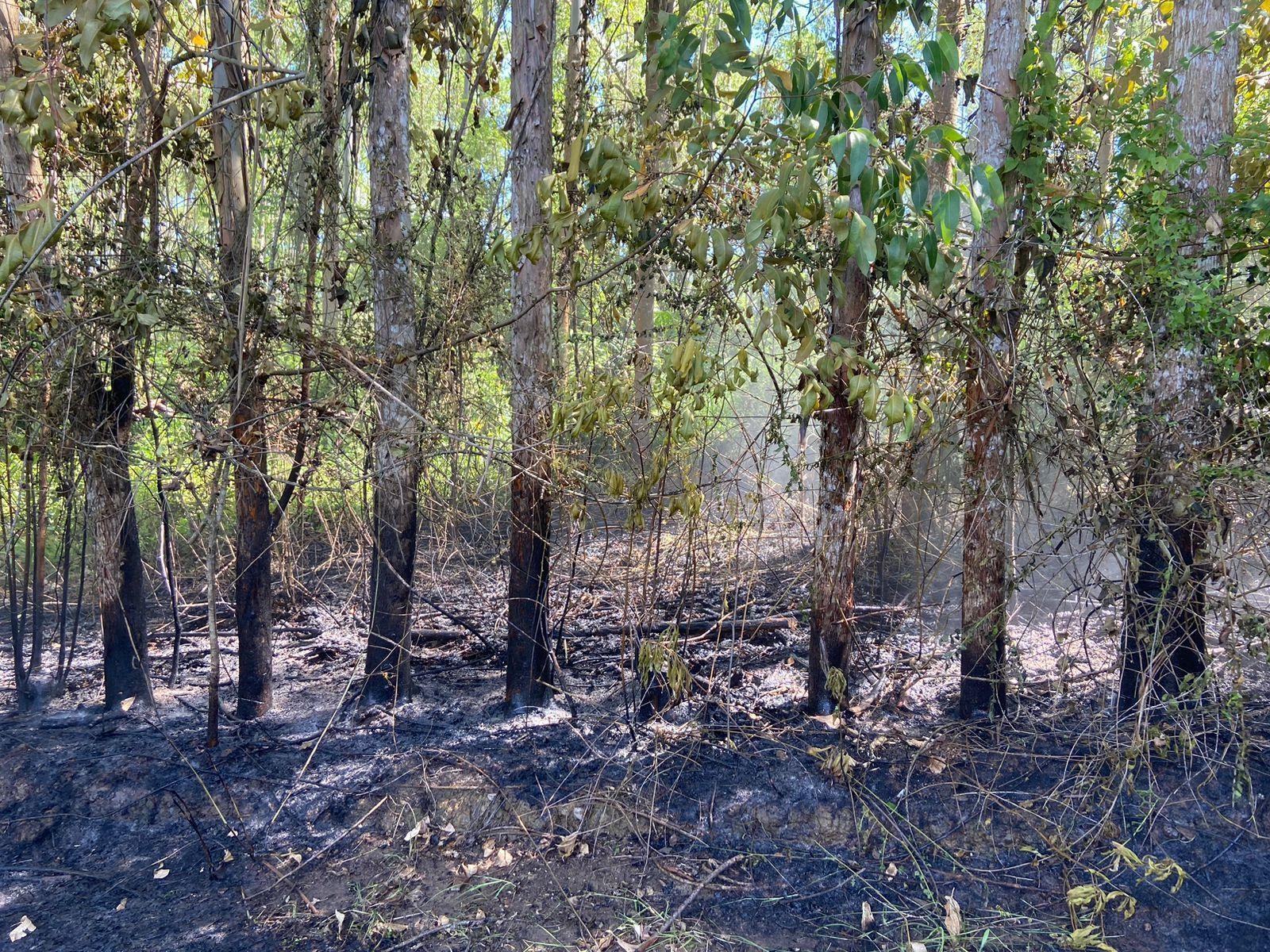 Incêndio atinge reflorestamento de eucalipto no interior de Ituporanga