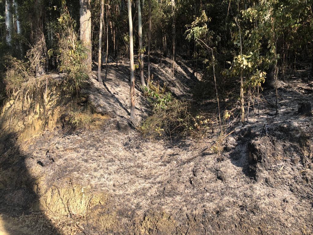 Incêndio atinge reflorestamento em Vidal Ramos 