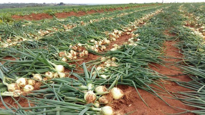 Iniciada colheita da cebola no Alto Vale