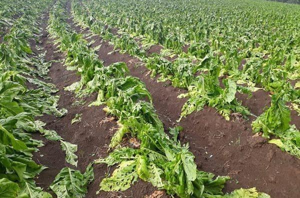 Fumicultores que tiveram prejuízos por conta do granizo começam a receber indenizações