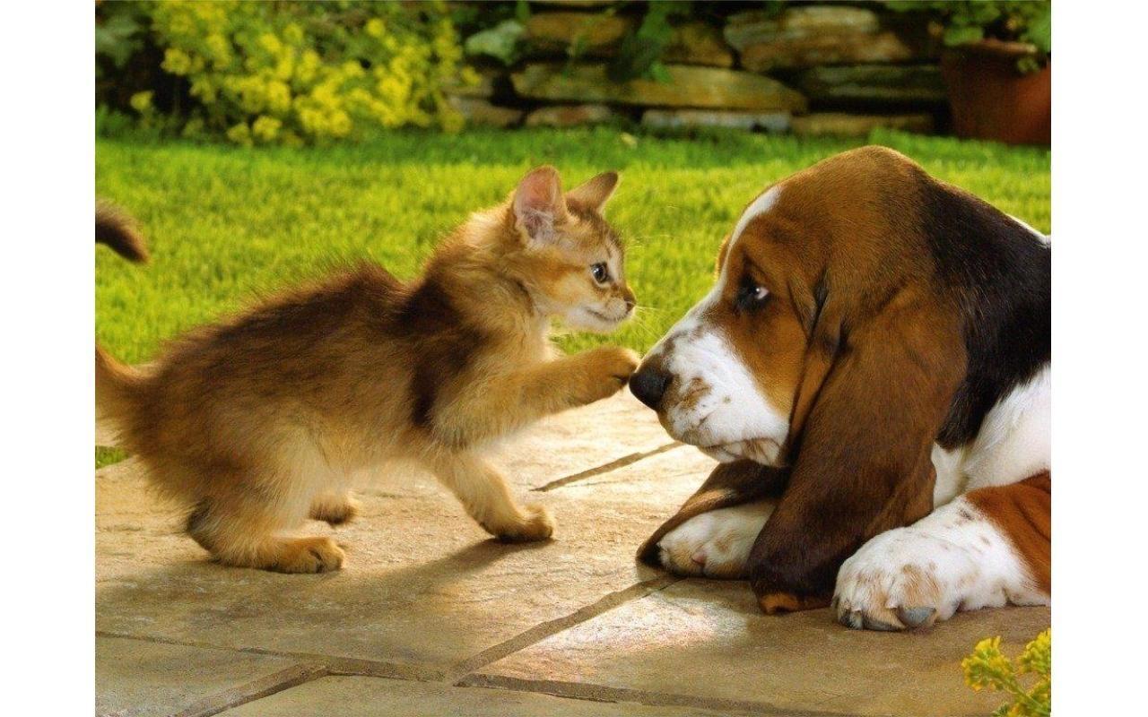 Feira de Adoção Animal será promovida em Ituporanga