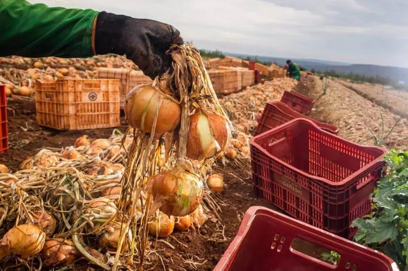 Ituporanga lidera produção nacional de cebola e possui maior área plantada do Brasil
