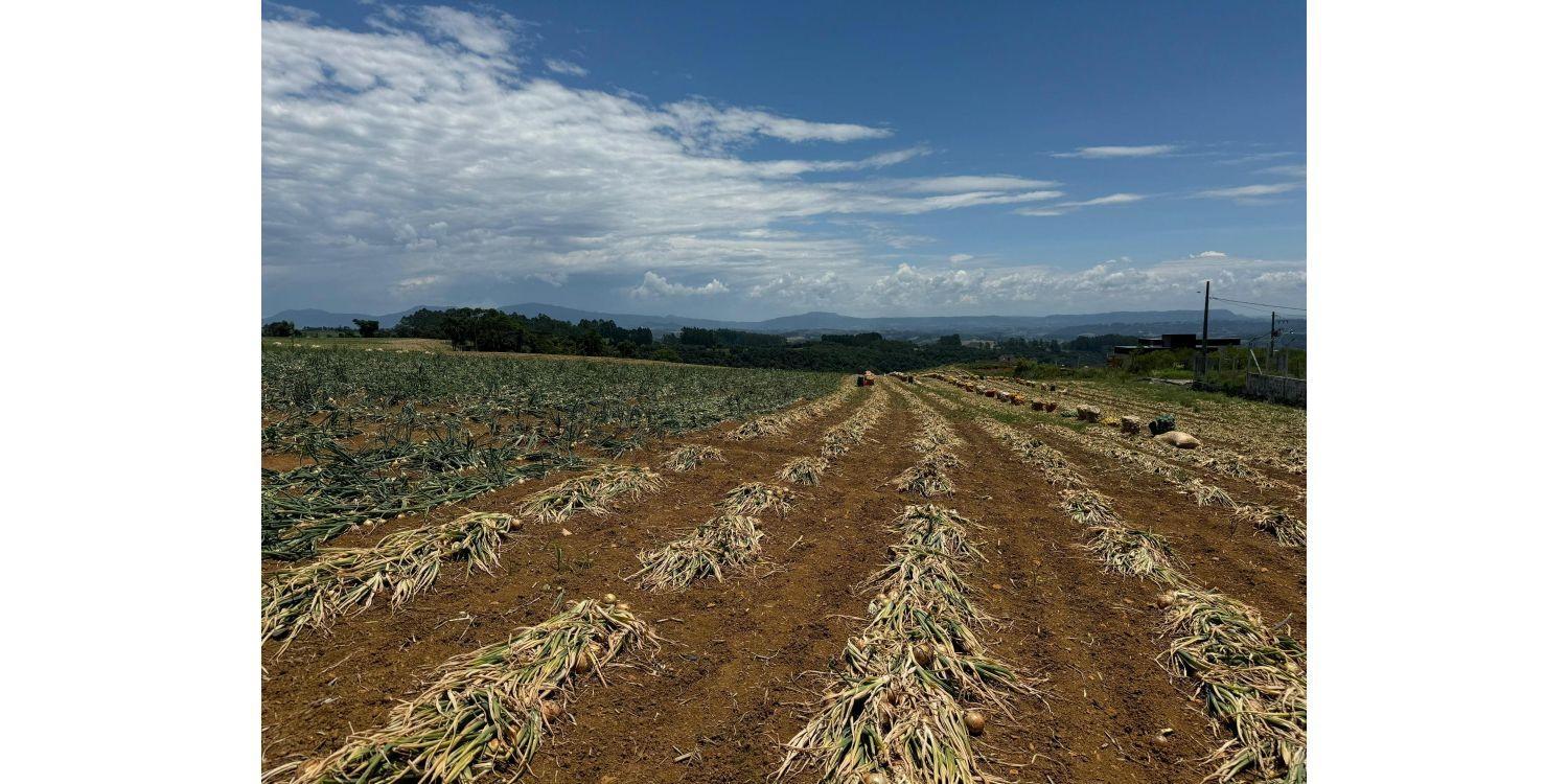 Produção de cebola promete safra de 500 mil toneladas em Ituporanga