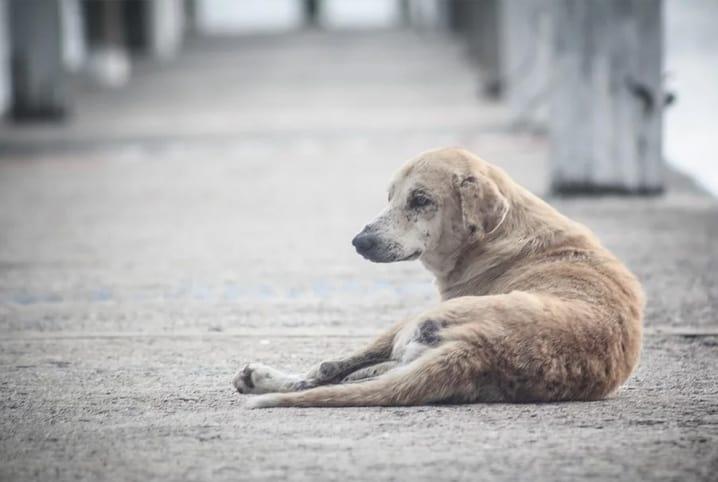 Ituporanga vai aplicar penalidades mais severas em casos de maus-tratos e abandono de animais